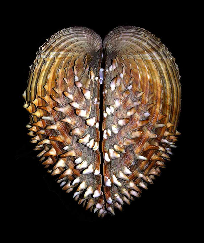 Acanthocardia aculeata