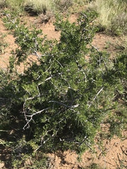 Searsia burchellii