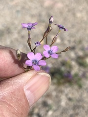 Gilia scopulorum