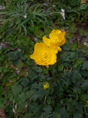 Ranunculus