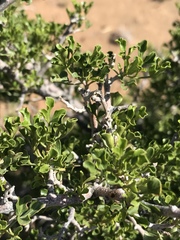 Searsia burchellii