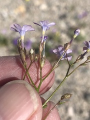 Gilia scopulorum