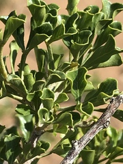 Searsia burchellii