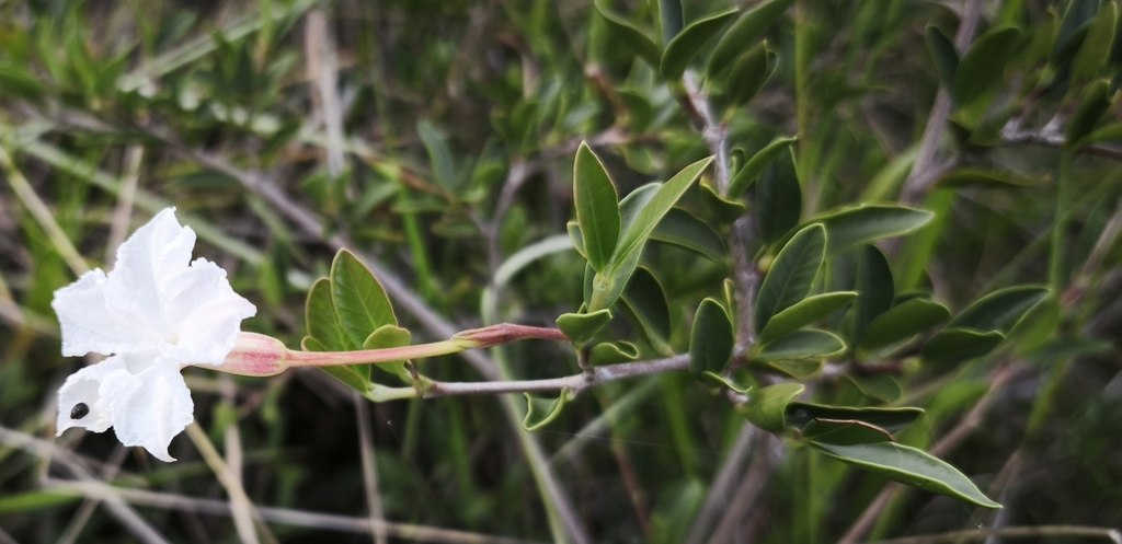 Mascarenhasia speciosa