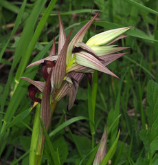 Serapias orientalis levantina