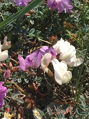 Astragalus nutzotinensis