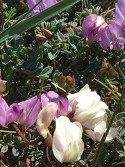 Astragalus nutzotinensis