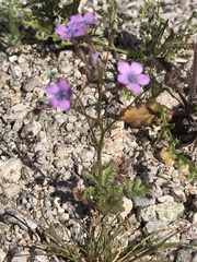 Gilia scopulorum