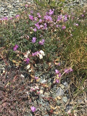 Astragalus nutzotinensis