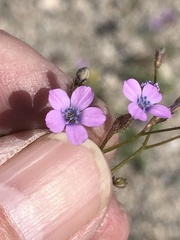 Gilia scopulorum