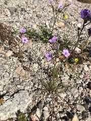 Gilia scopulorum