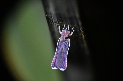 Neoproutista pseudoalbicosta, 2026-03-16