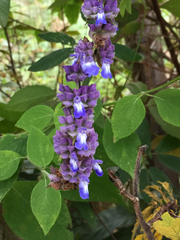 Salvia colonica