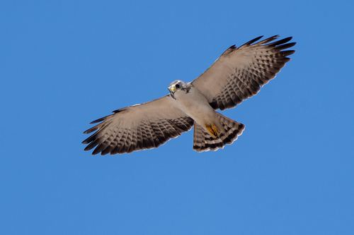 Short-tailed Hawk