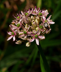 Allium tel-avivense