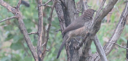 Arrow-marked Babbler (Turdoides jardineii), photo 6