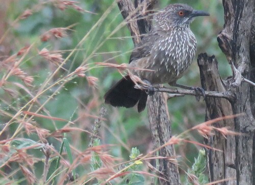 Arrow-marked Babbler (Turdoides jardineii), photo 5