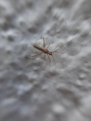 Mirinae