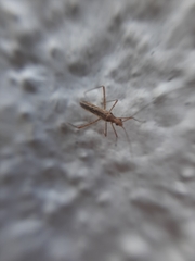 Mirinae