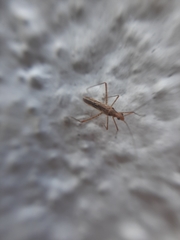 Mirinae