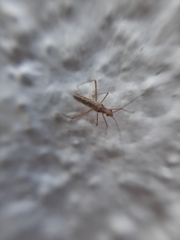 Mirinae