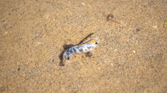 Cyprinodon salinus salinus
