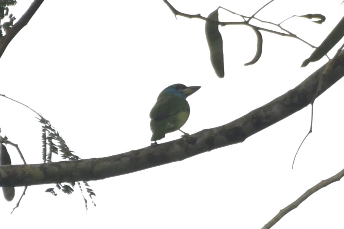 Blue-throated Barbet (Psilopogon asiaticus), photo 9