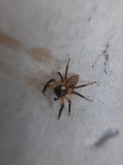 Mopiopia