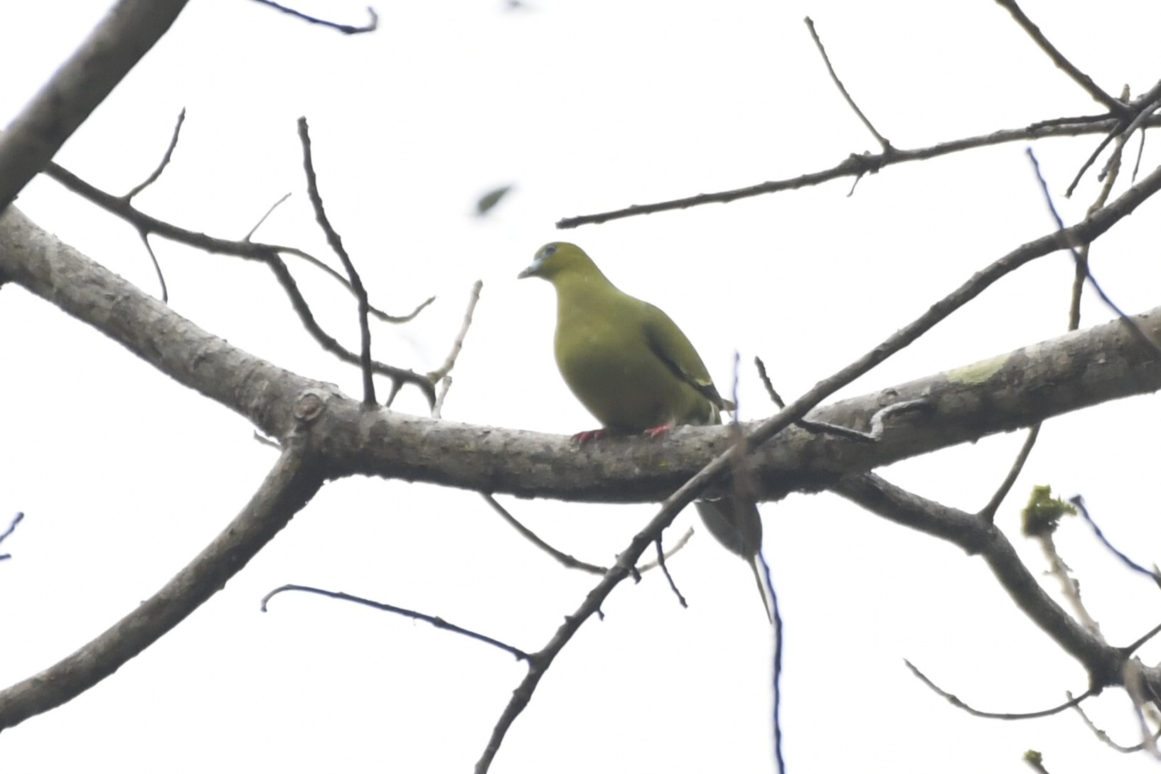 Pin-tailed Green Pigeon (Treron apicauda), photo 4