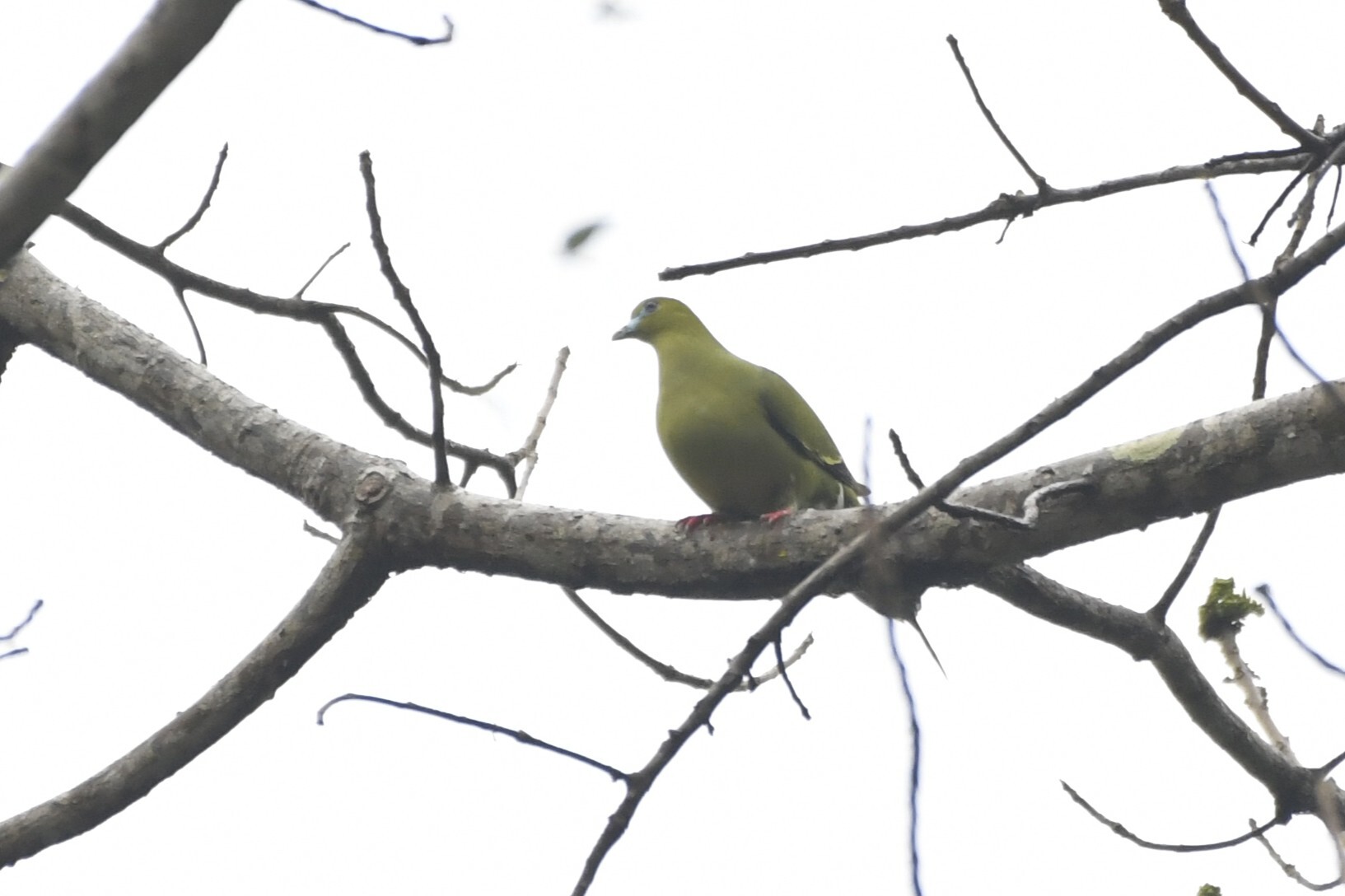 Pin-tailed Green Pigeon (Treron apicauda), photo 3