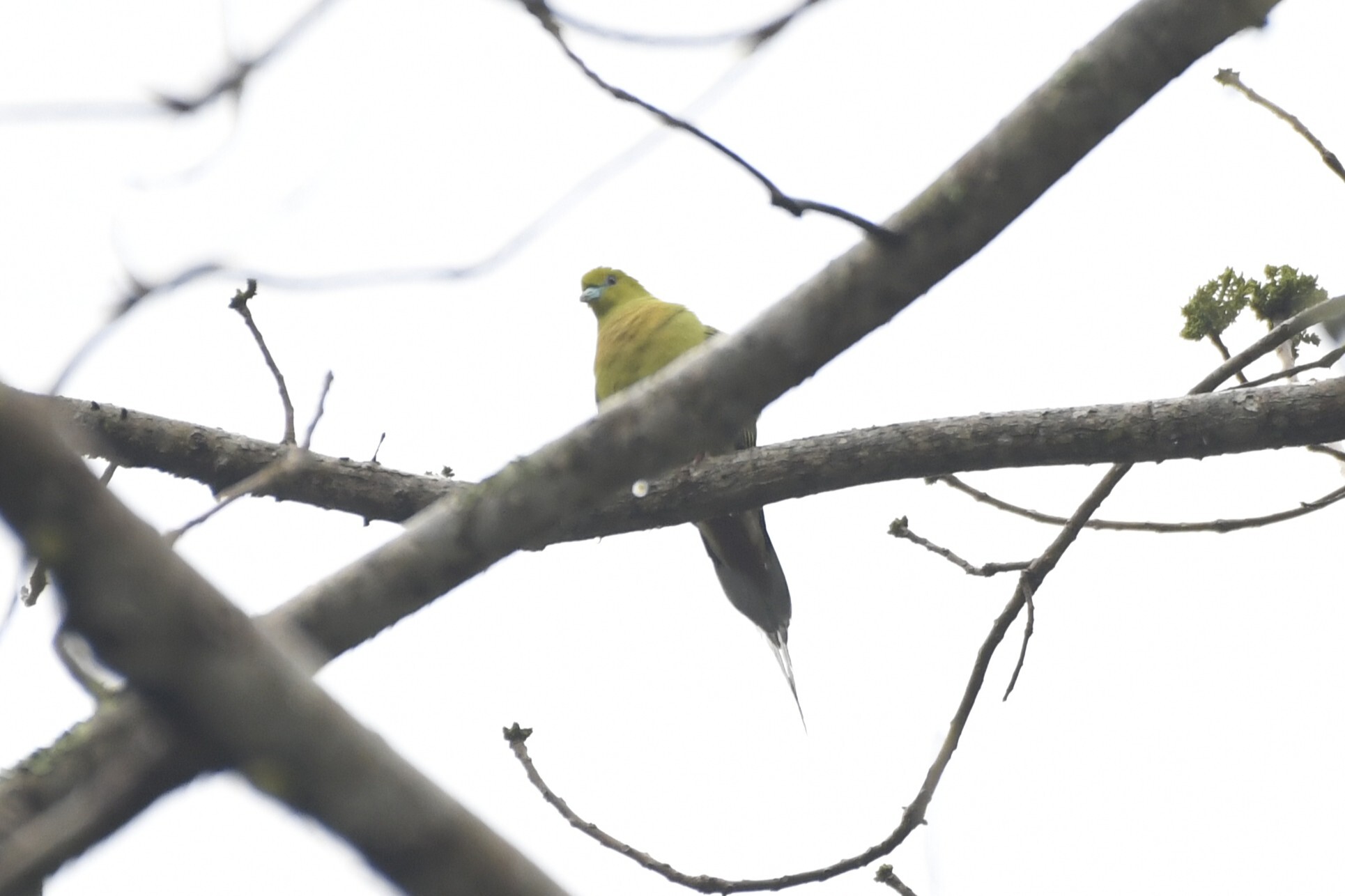 Pin-tailed Green Pigeon (Treron apicauda), photo 2