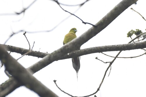 Pin-tailed Green Pigeon (Treron apicauda)