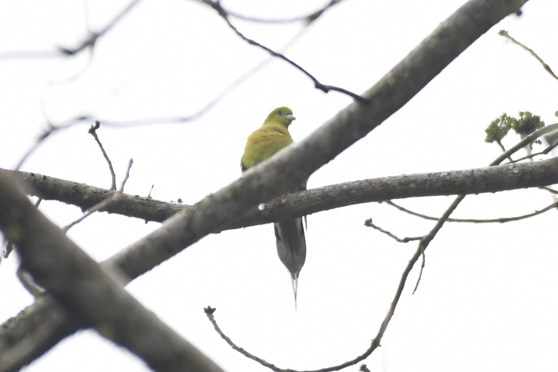 Pin-tailed Green Pigeon (Treron apicauda), photo 1