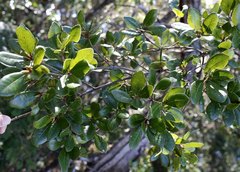 Quercus phillyreoides