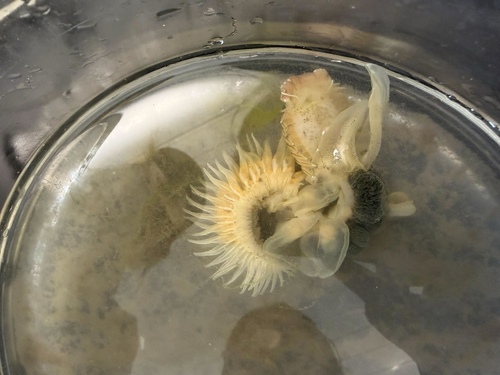 Chaetopterus observed 2026-03-20