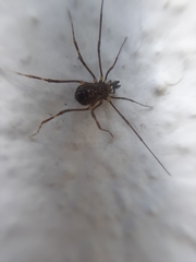 Opiliones
