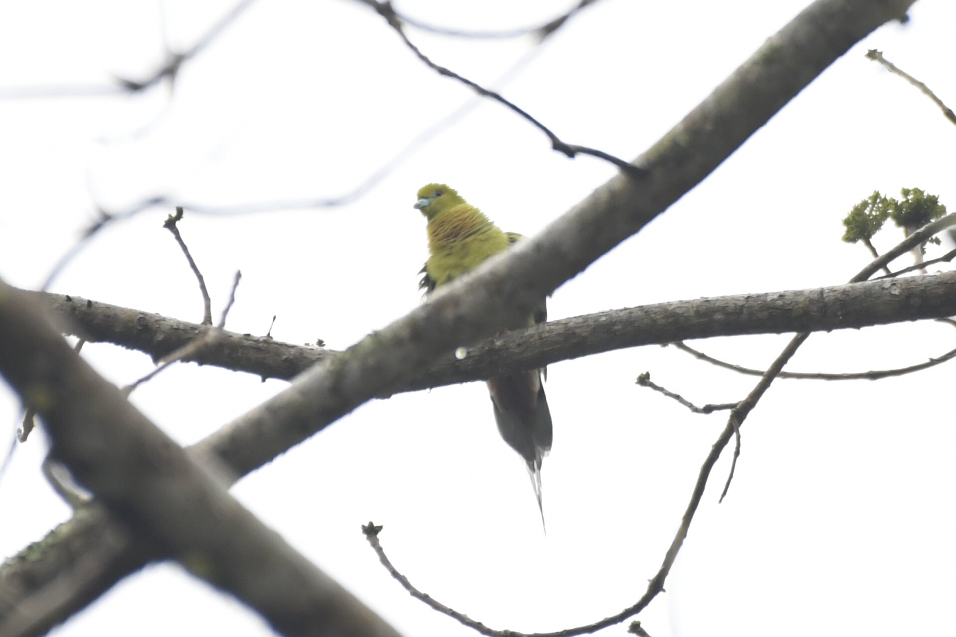 Pin-tailed Green Pigeon (Treron apicauda), photo 5