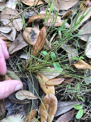Eleocharis baldwinii