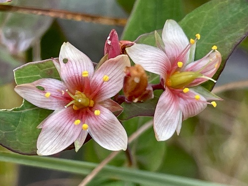 Virginia marsh St. John's-wort (Hypericum virginicum)