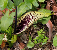 Arum dioscoridis