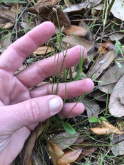 Eleocharis baldwinii