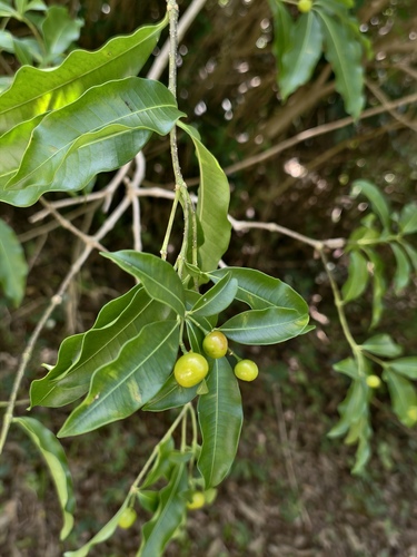 Rauvolfia nitida, photograph 6