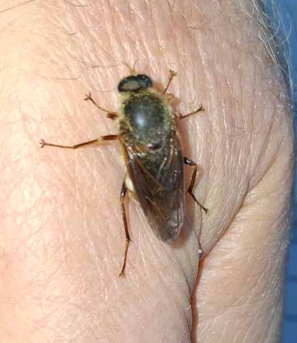 Unknown species found near Jonesboro, Craighead Co., AR, USA