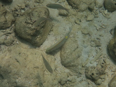 Siganus guttatus