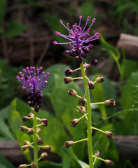 Muscari comosum