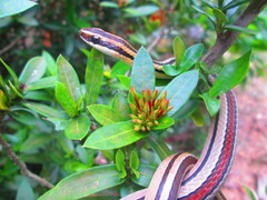 Lygophis lineatus