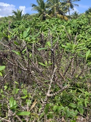 Plumeria tuberculata