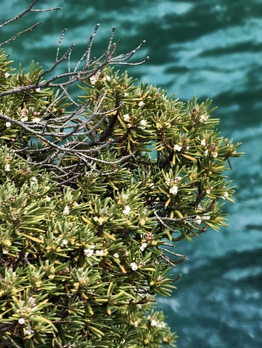 Strumpfia maritima, photograph 5