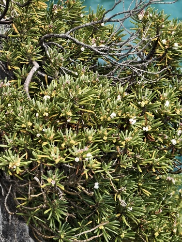 Strumpfia maritima, photograph 6