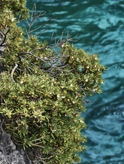 Strumpfia maritima, photograph (c) fmunoz, some rights reserved (CC BY)